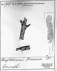 Hysterium fraxini image